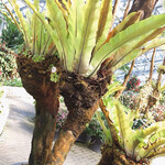 イタリアンレストラン 麦 - 