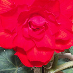 イタリアンレストラン 麦 - 