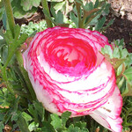 イタリアンレストラン 麦 - 