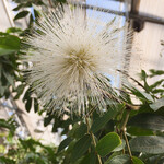 イタリアンレストラン 麦 - 