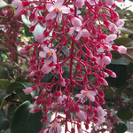 イタリアンレストラン 麦 - 