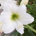 イタリアンレストラン 麦 - 