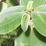 イタリアンレストラン 麦 - 