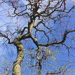 イタリアンレストラン 麦 - 