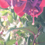 イタリアンレストラン 麦 - 