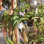 イタリアンレストラン 麦 - 