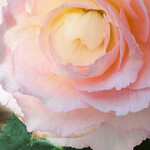 イタリアンレストラン 麦 - 