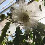 イタリアンレストラン 麦 - 