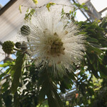 イタリアンレストラン 麦 - 