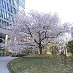 ラーメン二郎 - 品川フロントビルの桜