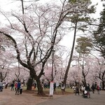 Nigou Baiten Oguma - 大宮公園　桜１