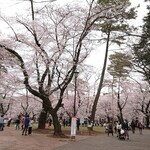 2号売店 おぐま - 大宮公園　桜１