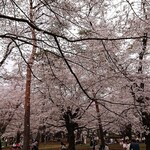 Nigou Baiten Oguma - 大宮公園　桜２