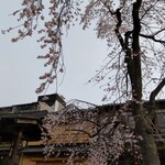 ギヲン エッセ - 白川の桜