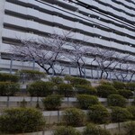 一〇そば - 線路沿いの桜