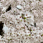 キエチュード - 浅草方面にもたくさんの桜が咲き誇っていました