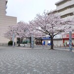 一〇そば - 裏の公演も花盛り