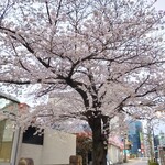 一〇そば - 交番前の桜です