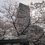 Hoshino Kohiten - 名駅の桜