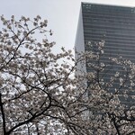 Hoshino Kohiten - 名駅の桜