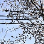 高森田楽保存会 - ヤマガラさん∧( 'Θ' )∧