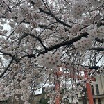 家庭料理居酒屋 よってって - 咲きたてのソメイヨシノ、感動します！