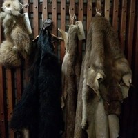 ももんじや - 店内には各種毛皮が！