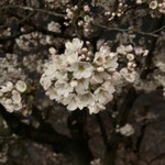 釀造科 oryzae - 錦糸公園の桜