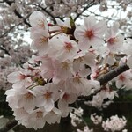 富士見庵 - 近所の桜満開