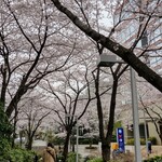 La Brianza - この日のお店裏手のさくら坂。満開です☆