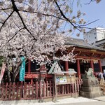 Owariya - 浅草神社も桜満開。