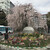 カフェ ベル - 上野の桜