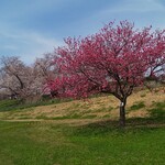 さくらであい館 - 