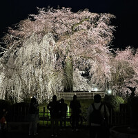 京都 権太呂 本店 -  京都 権太呂 本店 -