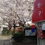 チング - 店舗前児童公園側面八分咲き桜２