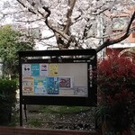 チング - 店舗前児童公園正面八分咲き桜１