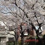 チング - 店舗前児童公園寄り八分咲き桜４