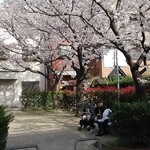 チング - 店舗前児童公園引き八分咲き桜３