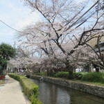 Takasegawa Maki - お店近くの桜