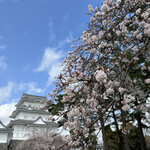 お食事処 大原 - 小田原城の桜もとってもキレイ♪