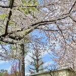 The Garden - 東洋英和の桜