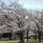 来々軒支店 - 敷島公園の桜