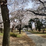 来々軒支店 - 敷島公園の桜
