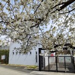 来々軒支店 - 敷島公園の桜