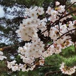 来々軒支店 - 敷島公園の桜