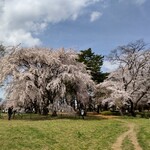 来々軒支店 - 敷島公園の桜