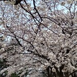 来々軒支店 - 敷島公園のサクラ