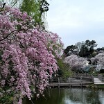 馬車道 大かわ - 近所の池