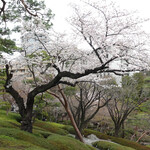 ル・パン・コティディアン - 吉野桜の古木と赤松