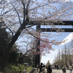 九段下　寿司政 - 靖国神社の桜は満開